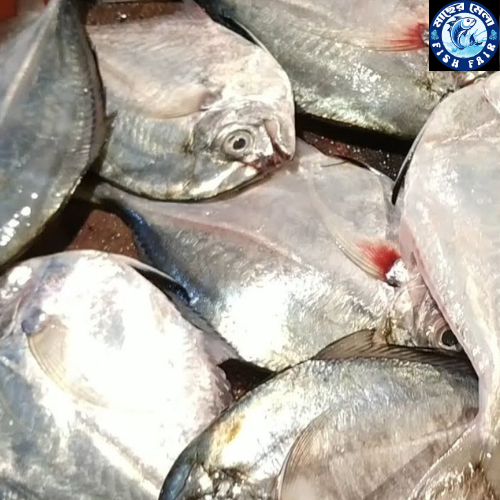 সাগরের টেক চান্দা মাছ