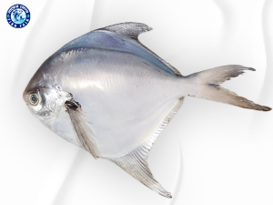 দেশি সিলভার রুপচাঁদা