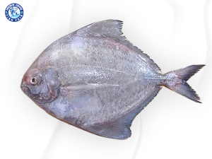 কালো রুপচাঁদা (১ কেজি) সাইজ