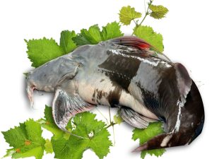 বাঘা আইড় (৫-২০কেজি সাইজ)