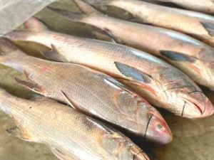লাক্কা মাছ (সাইজ ৩-৫ কেজি)