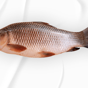 রুই মাছ (সাইজ ৩-১৫ কেজি)