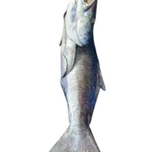 সামুদ্রিক শইল (৩-৫কেজি সাইজ)