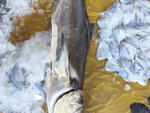 সামুদ্রিক শইল (৩-৫কেজি সাইজ)