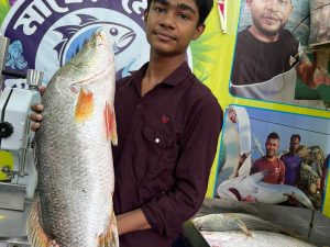 ভেটকি কোরাল (1-10 কেজি সাইজ)