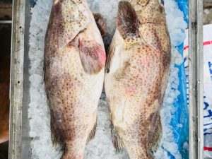 ভোল হামুর (৭-১৪কেজি) সাইজ