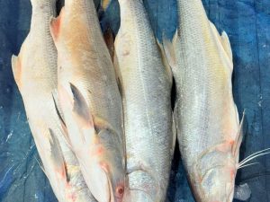 তাইলে/স্যালমন