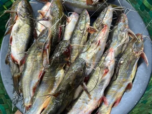 বড় মধু ট্যাংরা