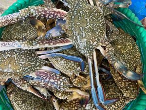 Blusan Crab