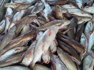 মোছকাটা বা গুইজ্জা মাছ/ CAT FISH/ ২-৩কেজি সাইজ