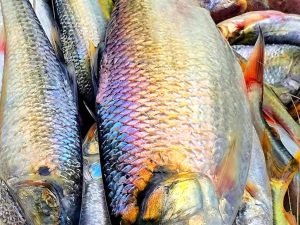 ইলিশ ২পিসে কেজি