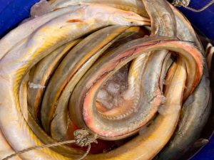 সোনালী বাইম (২-৪ কেজি) সাইজ