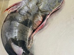 বাঘা আইড় (৫-২০কেজি সাইজ)