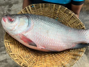 কাপ্তাই লেগের কাতলা মাছ /