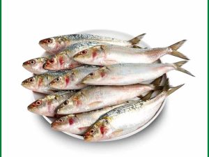 কলম্ব মাছ/