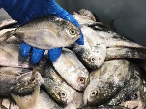 বাটারফ্লাই ফিস