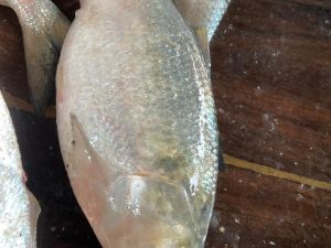 বড় ইলিশ আগুন অফার/1000-1300 গ্রাম /