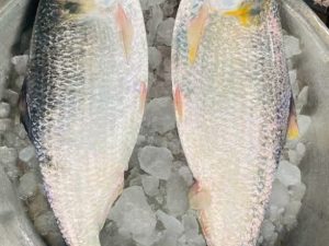 বড় ইলিশ আগুন অফার/1200-1300 গ্রাম  সাইজ
