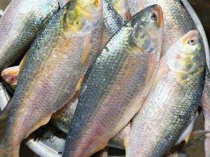 অরজিনাল পদ্মার ইলিশ/