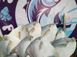 রূপচাঁদা ফ্যামিলি সাইজ/ ৮ পিসে কেজি
