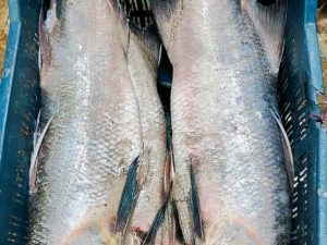 সামুদ্রিক লাক্ষা মাছ /৪-৬ কেজি সাইজ